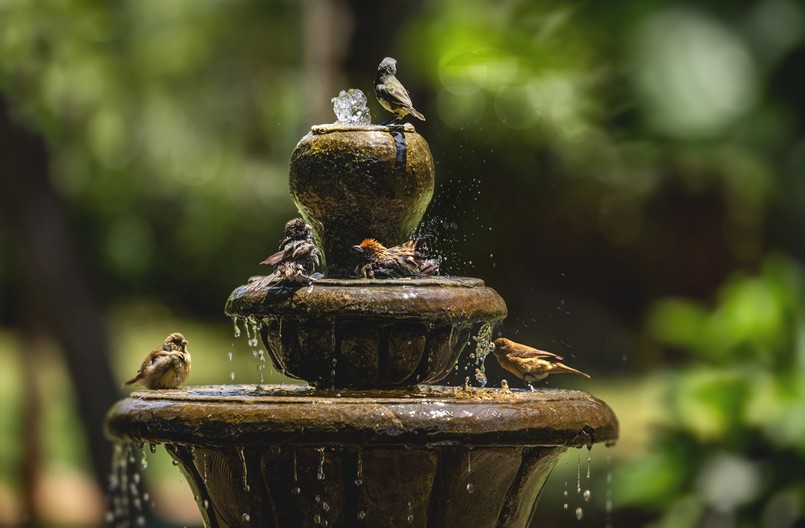Fontanna w ogrodzie to także poidło i kąpielisko ptaków