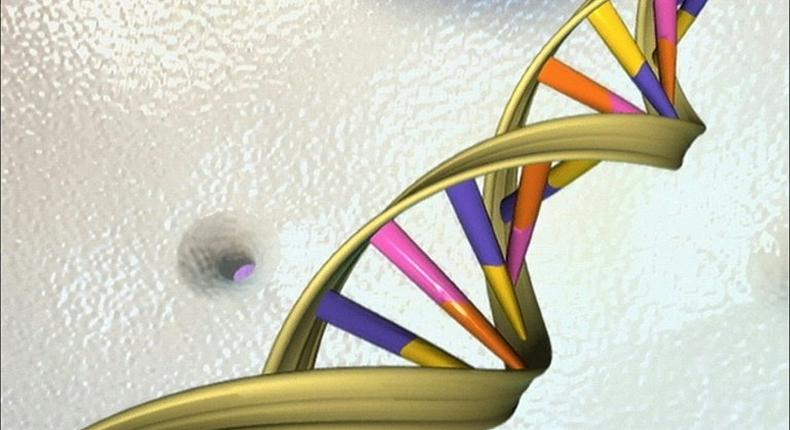 The DNA double helix