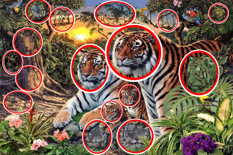 Na tym obrazku jest 16 tygrysów