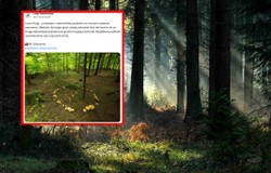 Lasy Państwowe pokazały zaskakujące zdjęcie. "Wejście do kręgu grozi utratą zdrowia"