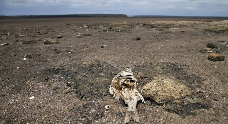 Dead fish are seen as Lake St Lucia is almost completely dry due to drought conditions in the iSimangaliso Wetland Park, northeast of Durban, South Africa February 25, 2016. REUTERS/Rogan Ward