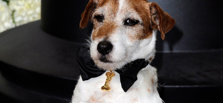 Uggie – pierwszy pies na czerwonym dywanie