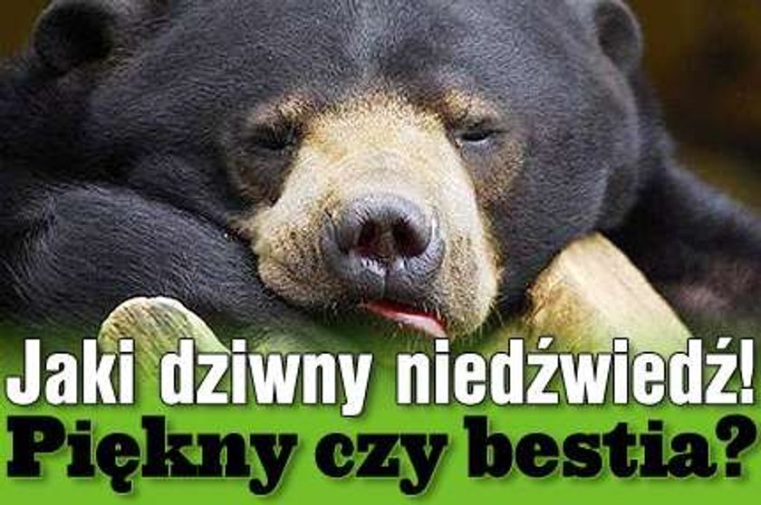 Jaki dziwny niedźwiedź! Piękny czy bestia?