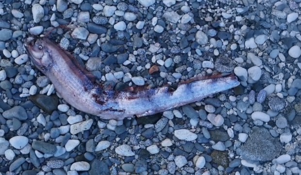 Doomsday Fish
