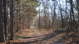 Sadź drzewa, zgarnij kasę! Masz czas tylko do końca lipca.