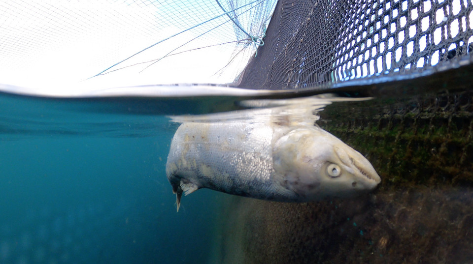 Śledztwo Compassion in World Farming wykazało szereg nieprawidłowości w hodowli łososia w Szkocji