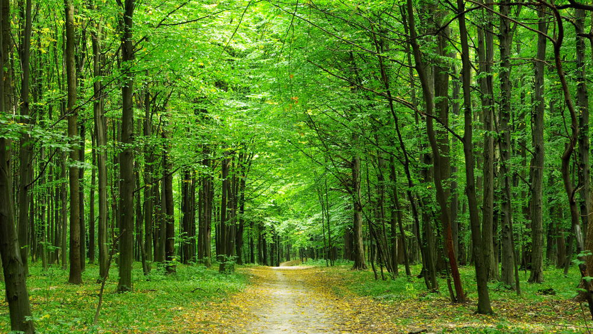 Polskie lasy są dobrem wspólnym oraz dziedzictwem narodowym będącym trwałą własnością publiczną - powiedział poseł Józef Zych (PSL) w trakcie debaty nad wpisaniem do ustawy zasadniczej zakazu prywatyzacji i komercjalizacji lasów należących do Skarbu Państwa.