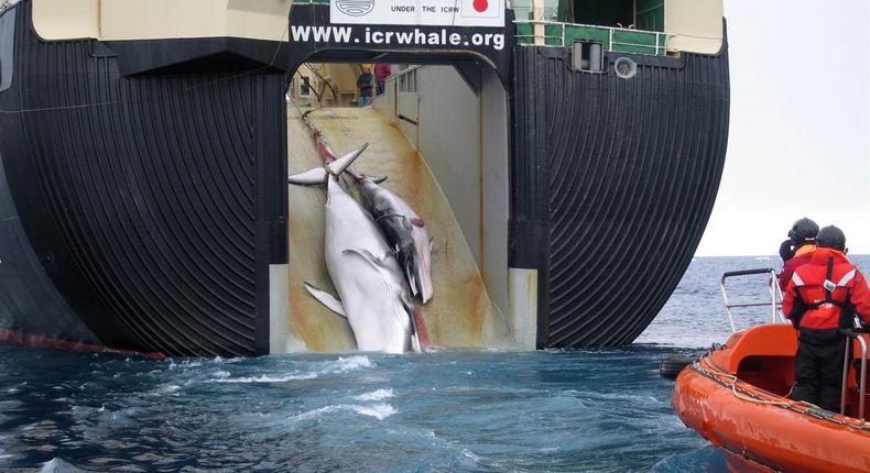 Japan whaling fleet returns from Antarctic hunt with 333 whales