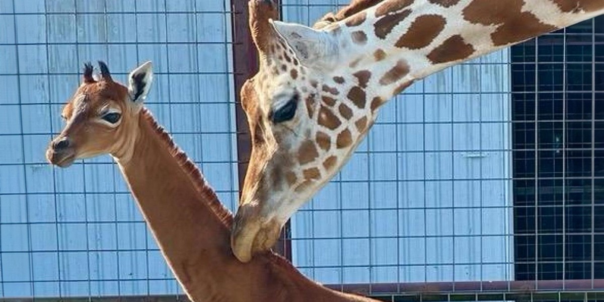 USA. Narodziny niezwykłej żyrafy w w zoo w Tennessee.