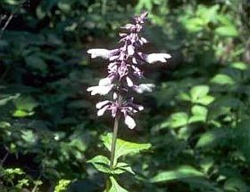 zsalya-salvia-noveny-d00000F7B14143c427a22