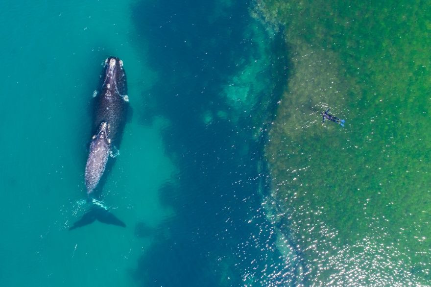 "Pływając z wielorybem", fot. DroneFilmsProject
