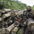 COP26. Jest pierwsze światowe porozumienie. Ma uchronić lasy