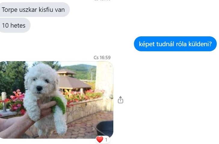 Kollégánknak ezt a kis fehér kutyát ajánlgatta 90 ezerért az eladó, aki folyton eltünedezett. Hogy a kutya uszkár-e, sose derül ki