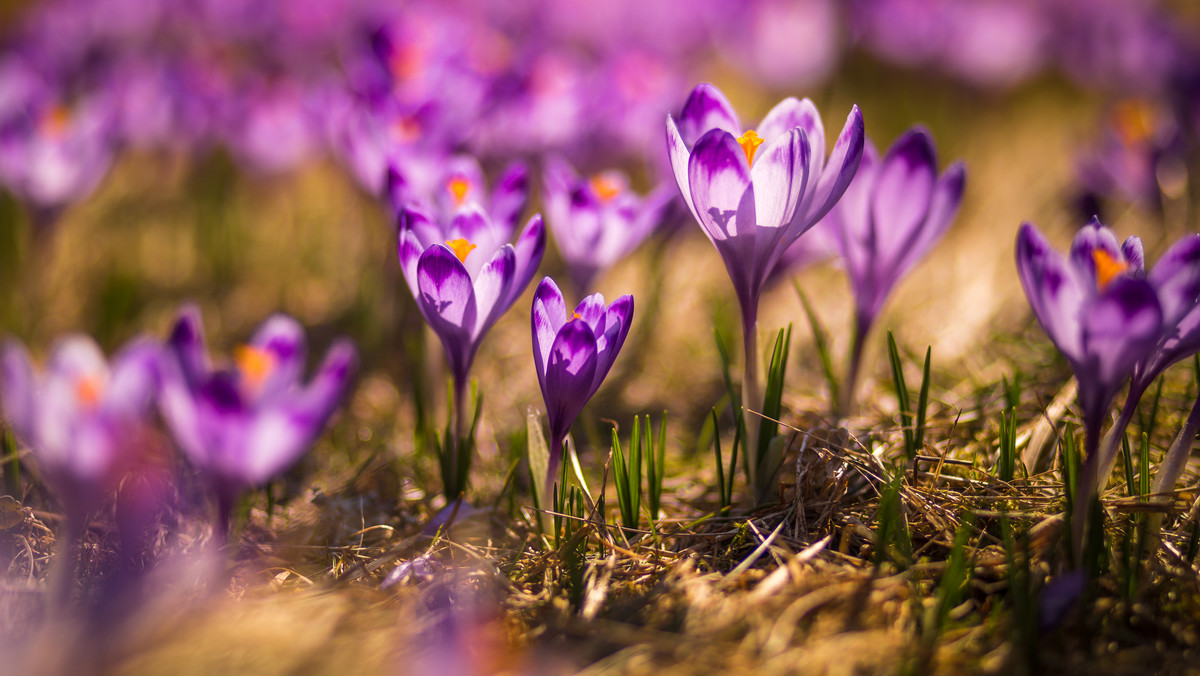 W kwietniu na tatrzańskich polanach kwitną krokusy. Przyrodnicy z Tatrzańskiego Parku Narodowego oceniają, że wraz z nagłym ociepleniem pierwsze krokusy pojawią się w Tatrach już w najbliższych dniach. Władze TPN szukają wolontariuszy do pilnowania, by kwiatów nie zadeptali turyści.