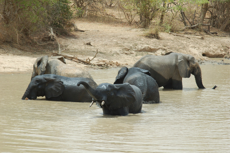 Słonie w parku W-Arly-Pendjari. (Zdjęcie ilustracyjne)