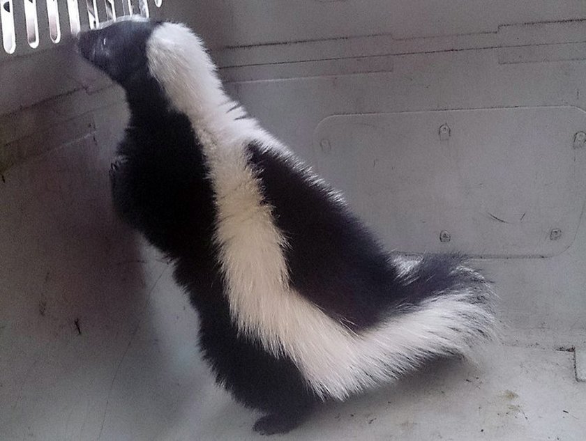 Skunks