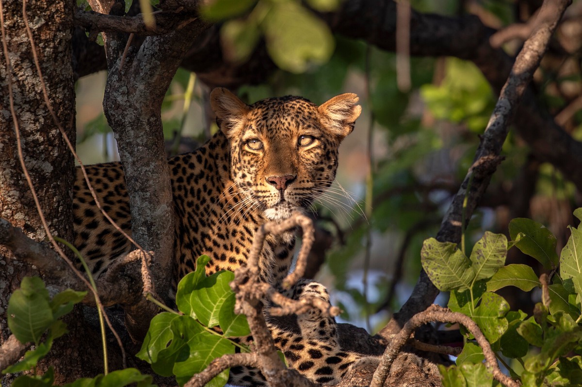 "Królestwo zwierząt"