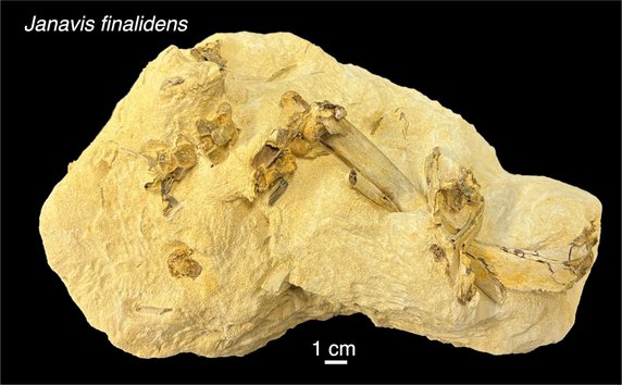 Skała zawierająca kości Janavis finalidens