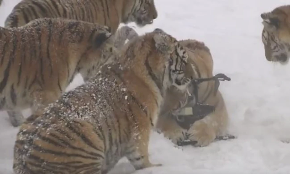 tigrovi "žvaću" dron