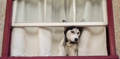 Wyrzucił szczeniaka przez balkon. "Bo on szczekał i ja byłem pijany..."