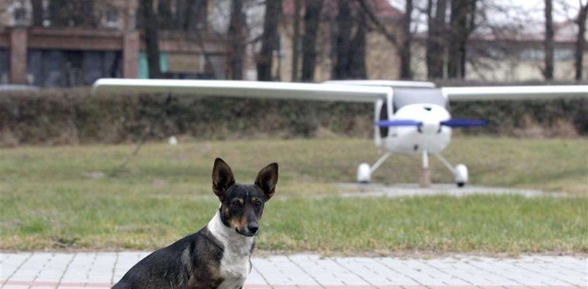 Piesek zamieszkał na lotnisku