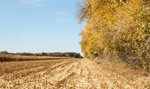 Rosną ceny owoców, warzyw, olejów i zbóż! Jednak najgorsze dopiero przed nami?! Oto dlaczego