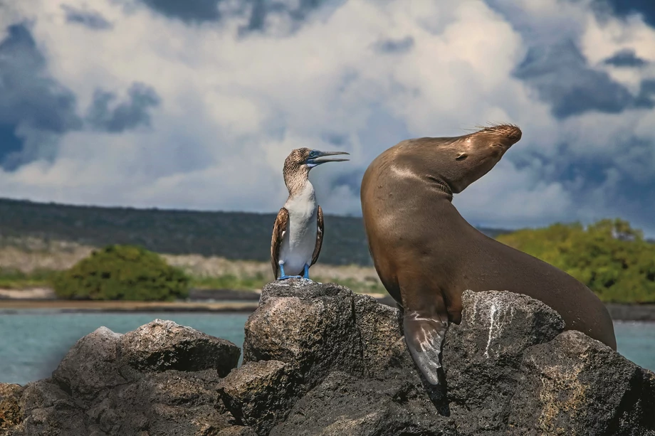 Galapagos. Większość występujących na tych ponad stu pacyficznych wyspach ptaków, ssaków i gadów to gatunki endemiczne