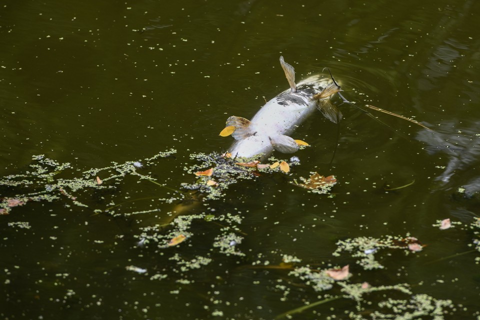 Katastrofa ekologiczna. Odra pełna śniętych ryb. Wrocław