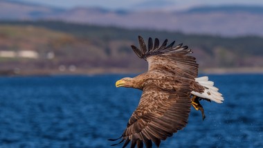 Niezwykle przyjemny quiz z polskich ptaków. 20/20 tylko dla orłów
