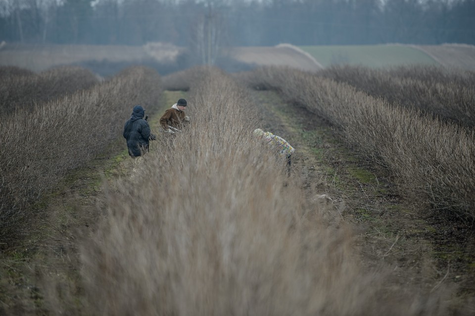 Zimowe prace polowe w Wąwolnicy