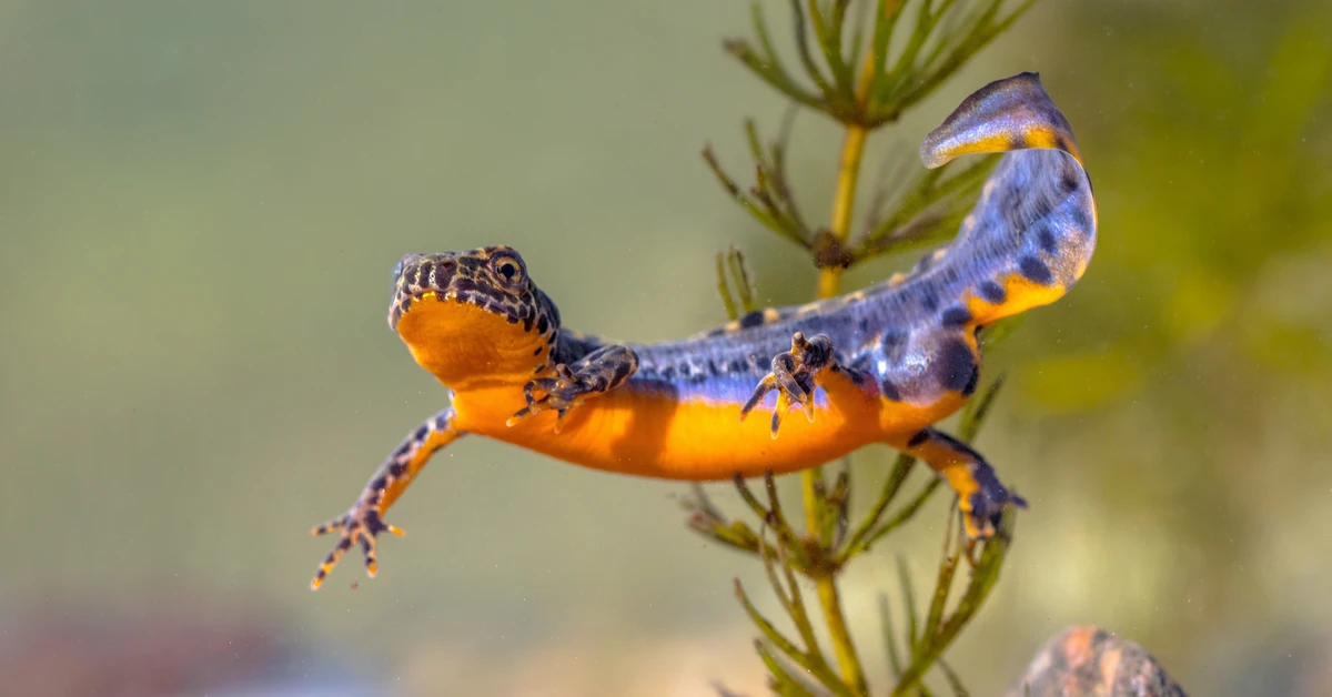 Diabelski QUIZ ortograficzno-biologiczny. Potrafisz napisać te nazwy zwierząt? 100 proc. nie dostanie nikt