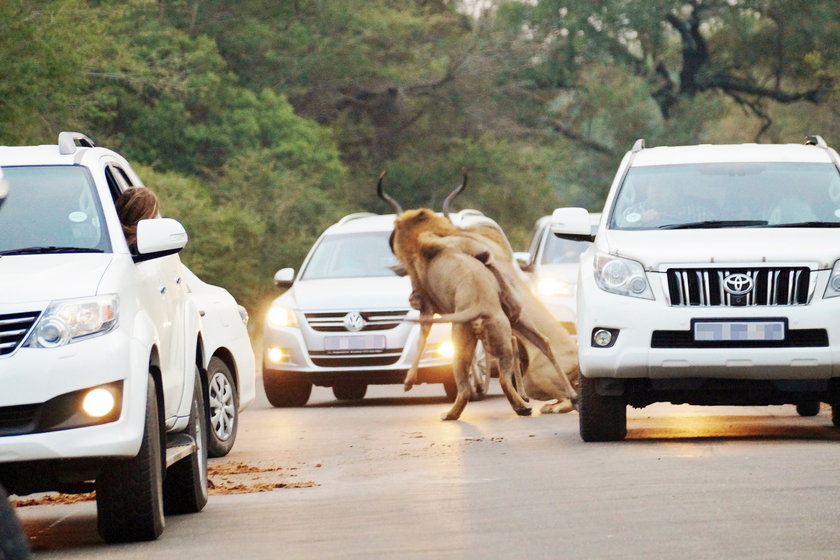Lwy wstrzymały ruch na drodze