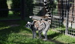 Wielka zazdrość w stadzie lemurów z zoo w Borysewie 