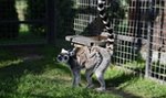 Wielka zazdrość w stadzie lemurów z zoo w Borysewie 