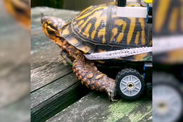 Weterynarze stworzyli wózek inwalidzki dla żółwia... z klocków Lego