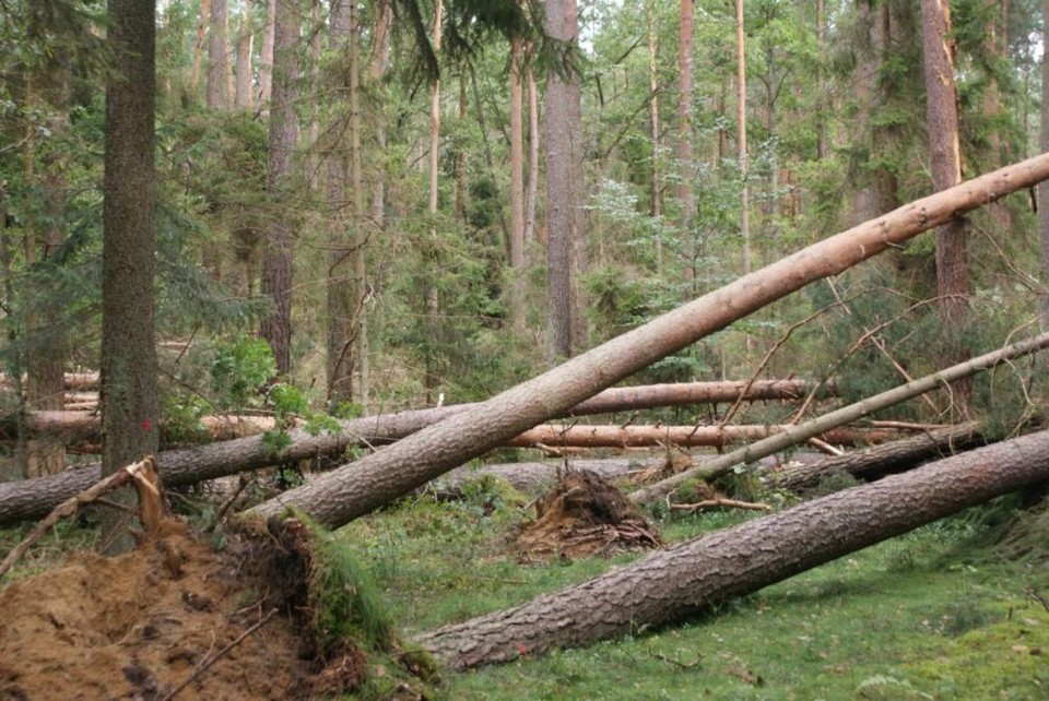 Gwałtowne nawałnice przewracały drzewa na terenie puszcz