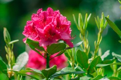 Zastosuj taki nawóz, a różanecznik stanie się ozdobą ogrodu