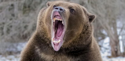 Atak niedźwiedzia w Bieszczadach. Ranny 27-latek