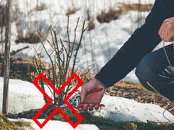 Nożyce precz od tych roślin! Tych gatunków nie wolno przycinać na wiosnę