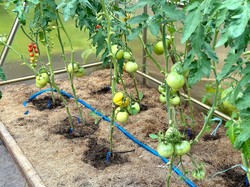 Saletra wapniowa na pomidory - dawkowanie. Jak zrobić oprysk z saletry wapniowej na pomidory? Kiedy stosować saletrę wapniową pod pomidory?