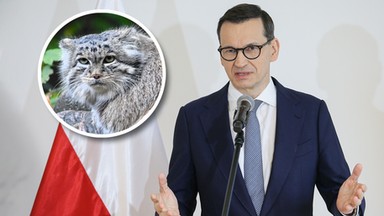 Polski manul zdyskwalifikowany. Głos zabrał nawet Mateusz Morawiecki