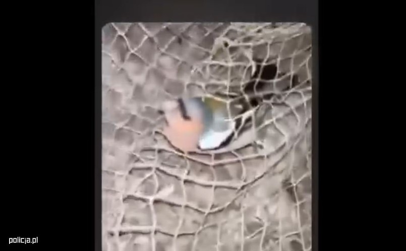 Nastolatkowie odpowiedzą przed sądem