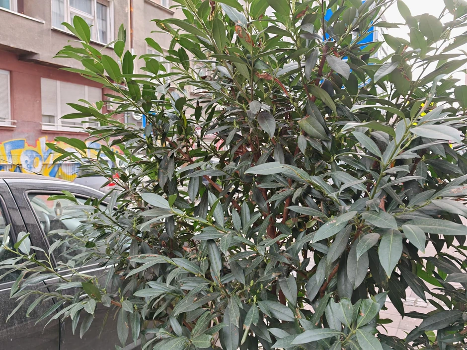 Slikano Honor Magic 6 Pro