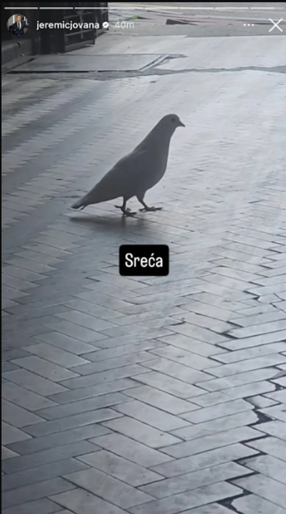 Jovana Jeremić snimila goluba ispred zgrade