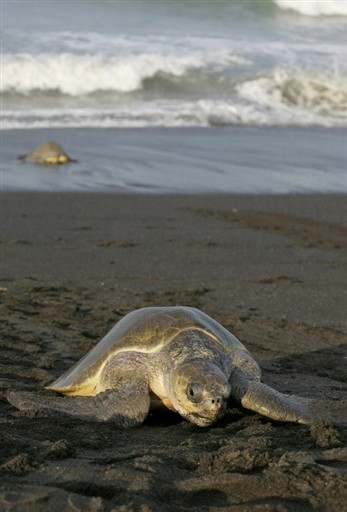 COSTA RICA-ECOLOGY-TURTLES