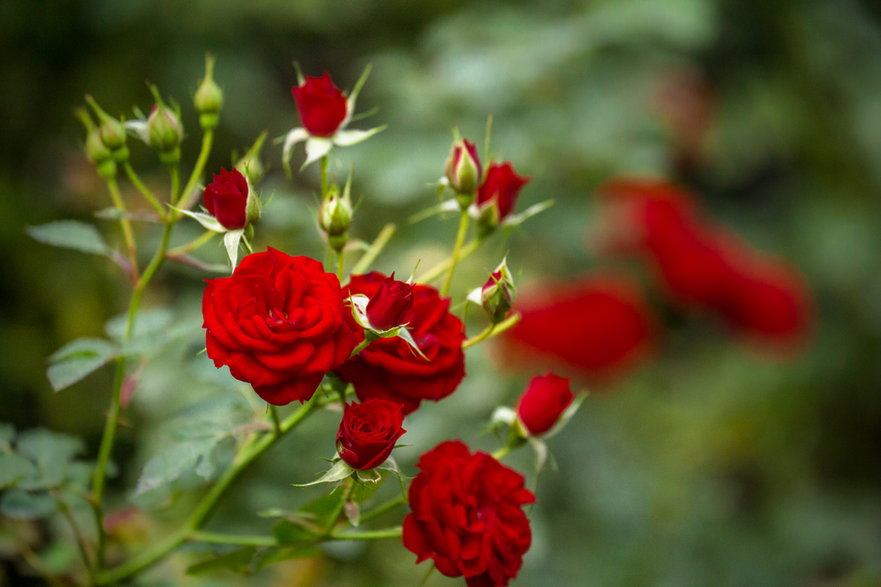 Płatki róż urozmaicą zarówno słodkie, jak i ostre potrawy