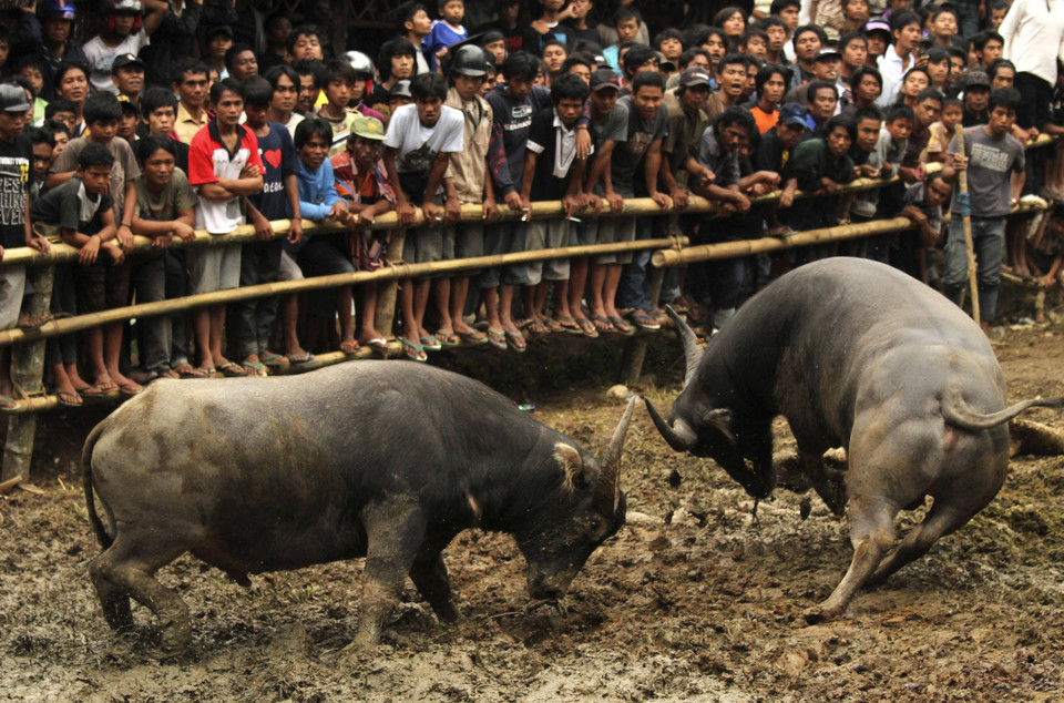 Indonesia - Rambu Solo - krwawy pogrzeb