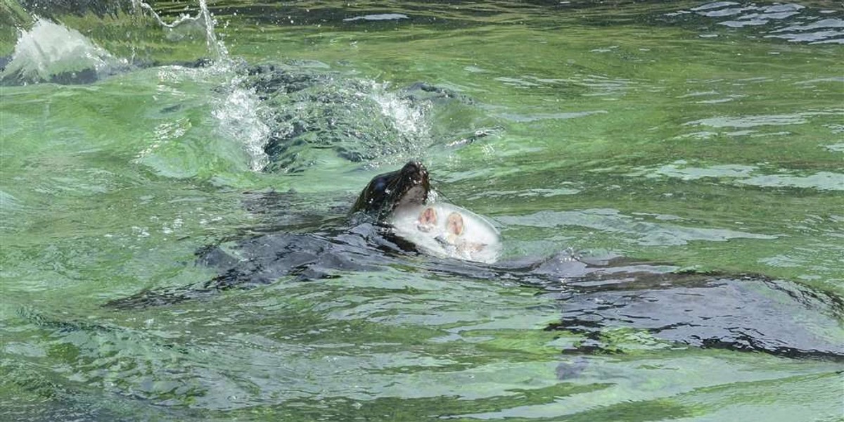 uchatka afrykańska, wrocław, zoo