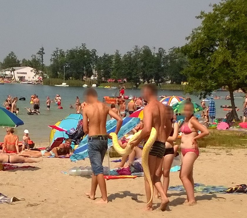 Pyton na plaży