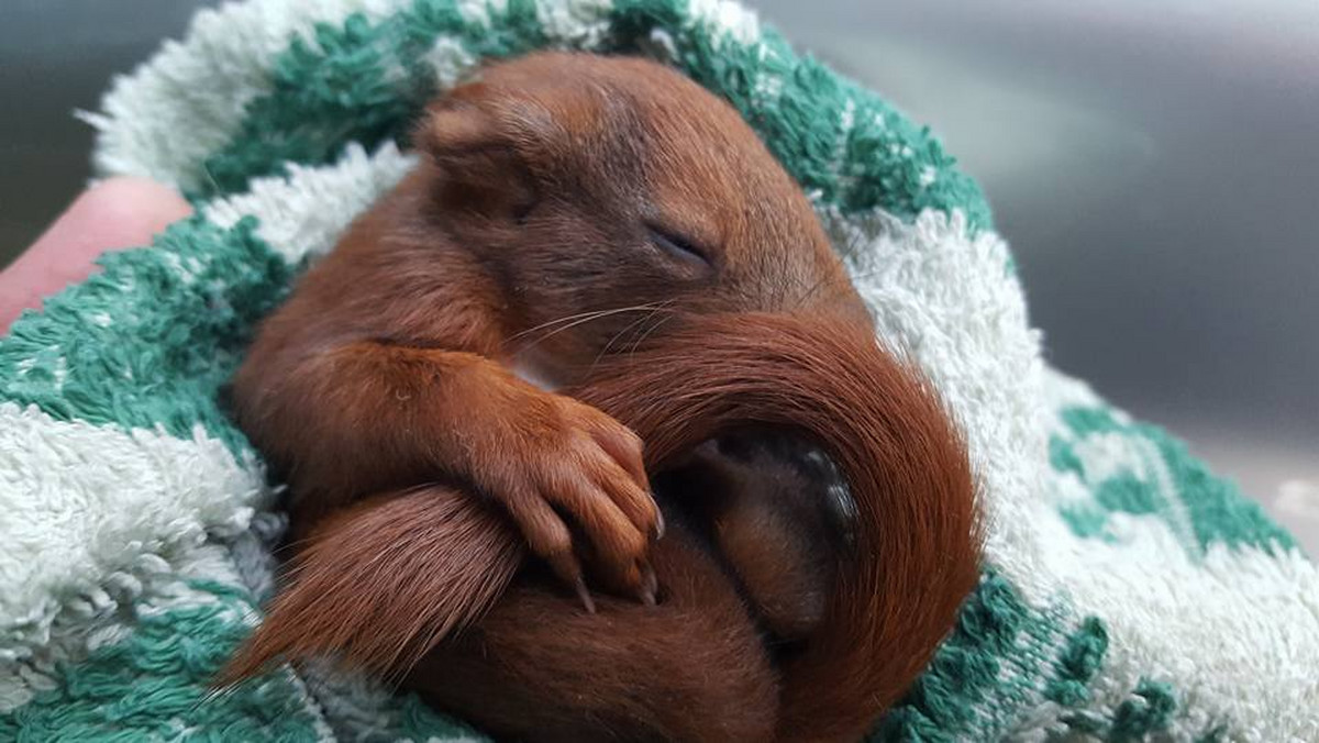 Przedwczoraj wieczorem strażnicy miejscy z Animal Patrolu pomogli młodemu samczykowi wiewiórki, który najpewniej wypadł z gniazda. Maluch dochodzi do siebie w Ośrodku Rehabilitacji Dzikich Zwierząt.